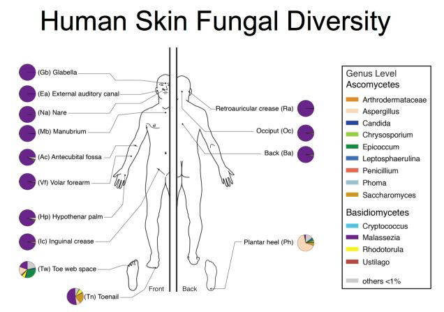 This Fungus Is Growing All Over Your Body