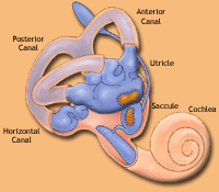 Inner Ear